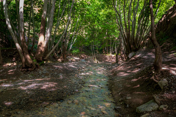 footpath in the forest