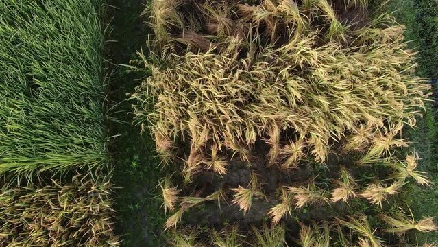 Aerial view of agriculture in rice fields for cultivation. Green pattern of rice field. Top down aerial view - Natural the texture for background