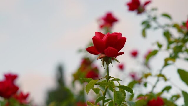 Bush full of red roses in the park
