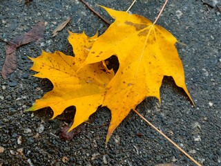 yellow maple leaf