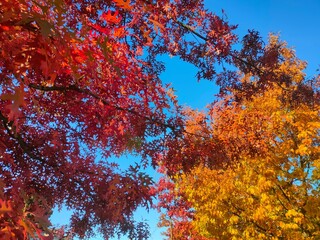 autumn trees in the park