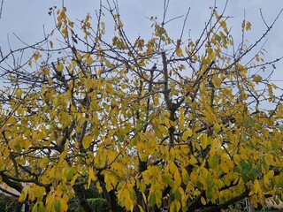 Kirschbaum im Spätherbst - Prunus avium