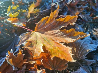 autumn leaves on the ground