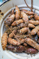 A full enamel bucket of fresh fir cones. Cones in conifer resin.