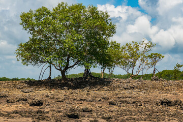 Mangrove Forest at Shela Beach in Lamu Island in Kenya - obrazy, fototapety, plakaty
