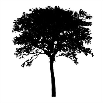 tree silhouette vector trees line drawing, Side view, set of graphics trees elements outline symbol for architecture and landscape design drawing. Vector illustration in stroke fill
