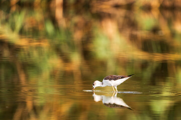 seagull on a lake