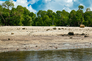 Fototapeta na wymiar Mangrove Forest at Shela Beach in Lamu Island in Kenya