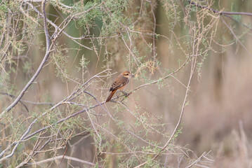 red winged blackbird