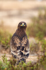 red tailed hawk