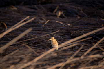 bird in the grass
