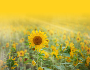 Beautiful field of blooming sunflowers against sunraise light and sun rays. Sunflower field natural background with text space.