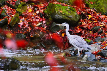 great heron