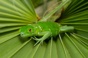 Green Iguana, Grand Cayman