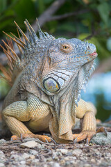 Green Iguana