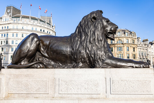 One of the four lions in Trafalgar Square, surrounding Nelson's Column, are commonly known as the ‘Landseer Lions’