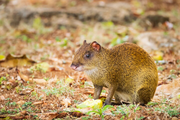 Baby Agouti