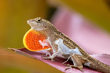 Anole