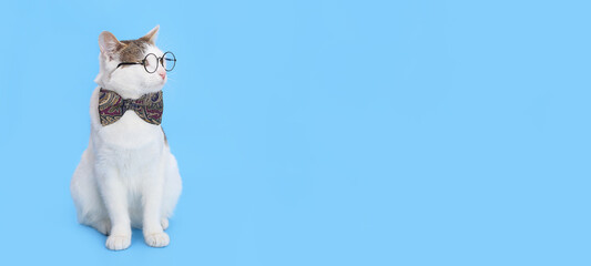 Serious handsome cat. Close-up of a funny white cat with a bow tie looking away on blue background. Funny white Cat wearing a red bow tie with eyeglasses. Smart cat 