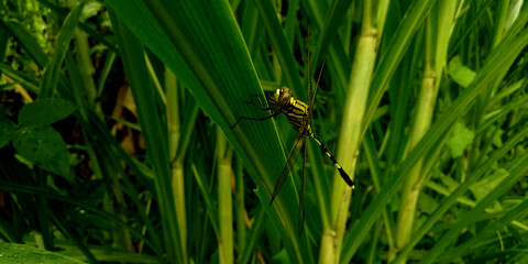 Wild plant dragonfly background