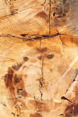 Trunk section of cut tree. Firewood.Cross section of trunk. Wooden texture. Cut of tree. Sakarya Türkiye.