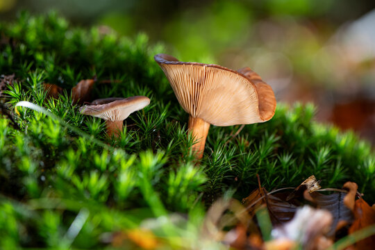 Rufous or red hot milk cap (Lactarius rufus) is a brownish mushroom with gills. Macro close up of 2 fruit bodies of fungus growing in green moss on ground of a forest in Sauerland in autumn season.