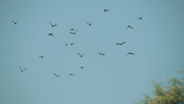 A drone shot a flock of brids flying away in the sky in India
