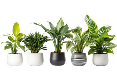 Collection of Green Air Purifying Plants Isolated on Transparent Background PNG.