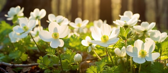 Generative AI image of a Beautiful white flowers of anemones in spring in a forest close-up in sunlight in nature. Spring forest landscape with flowering primroses