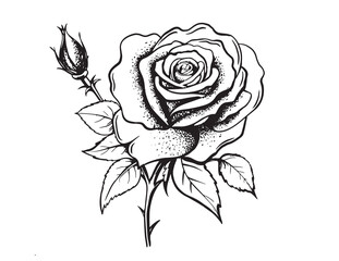 Rose hand drawn illustrations