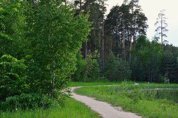 dusty footpath in the pine forest  