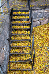 Fototapeta premium Metal stairs and railing covered in yellow leaves