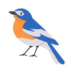 mountain bluebird with orange and white color small beautiful wild nature animal songbird live in north america