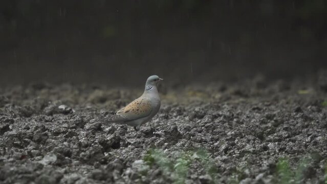Turtle dove in the rain, slow motion