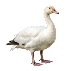 Goose Stylized Isolated on Transparent or White Background, PNG