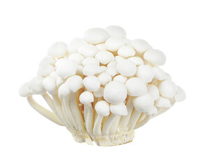 Shimeji mushroom isolated on white background.