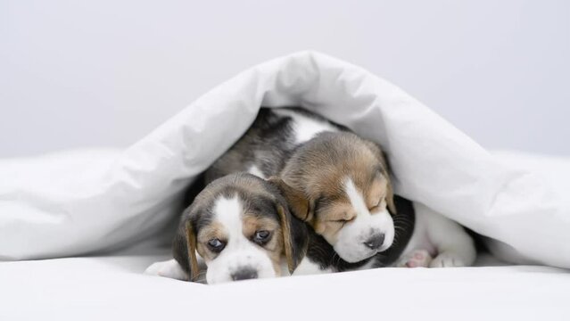 Two Cozy Beagle puppy sleep together under warm blanket on a bed at home