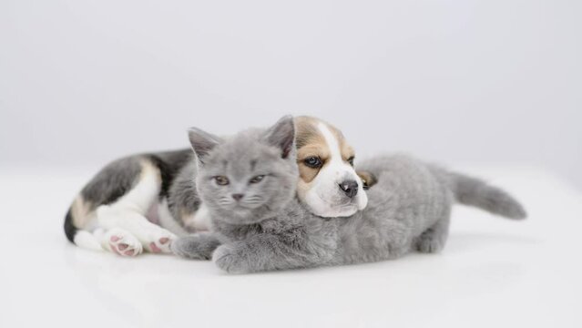 Sleepy Beagle puppy lying on playful kitten