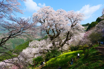 ひょうたん桜公園。仁淀川、高知、日本。３月下旬。
