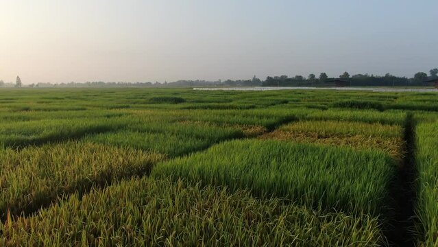 Aerial view of agriculture in rice fields for cultivation. Green pattern of rice field. Top down aerial view - Natural the texture for background.