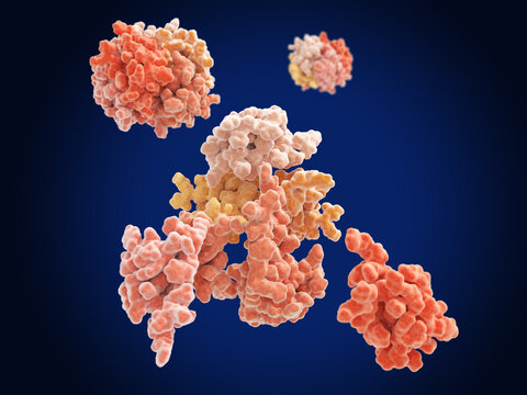 Insulin hexamer dissolving into monomers after injection