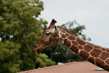 girafe
