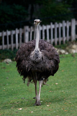 Autruche