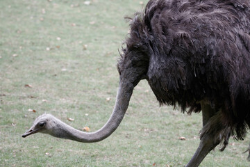 Autruche
