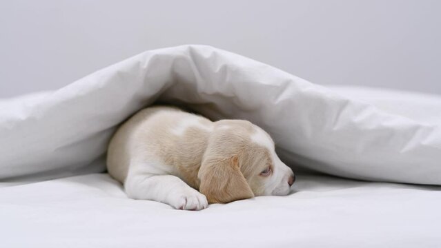 Cozy Beagle puppy sleeps under warm blanket on a bed at home