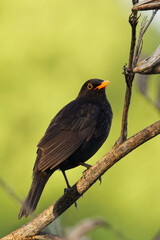 A male European blackbird early in the morning perched on a branch