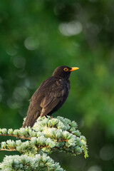 A male European blackbird early in the morning perched on a branch