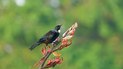A Tui feeding perced on branch early in the morning 