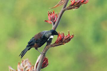 A Tui feeding nectar off a red flower early in the morning 