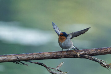 A Welcome Swallow perched on a branch early in the morning